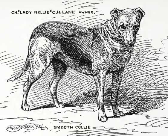Lady Nellie [C.H. Lane's]