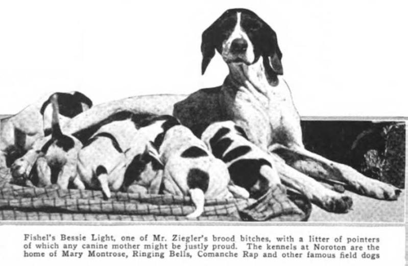 Fishel's Bessie Light