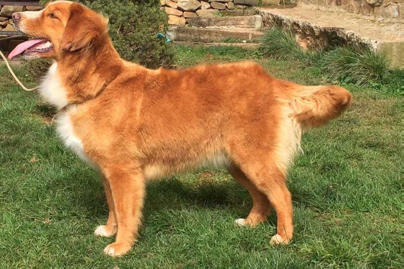 Canis Amicus Enana