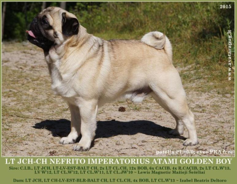 NEFRITO IMPERATORIUS ATAMI GOLDEN BOY