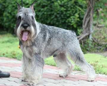 Zeus-Master Eldzh Hope