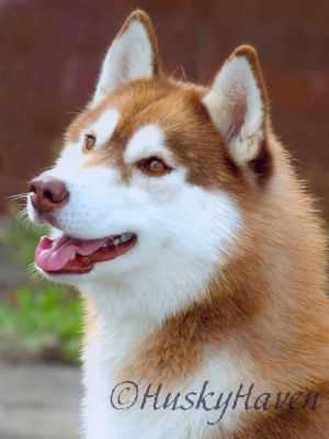 KIVALINA'S INDY OF HUSKY HAVEN