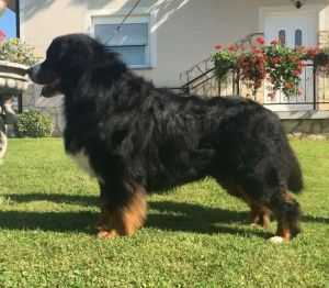 VOGUE Z DEIKOWEJ DOLINY