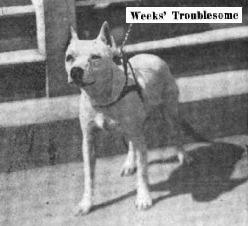 Weeks' Troublesome 107527