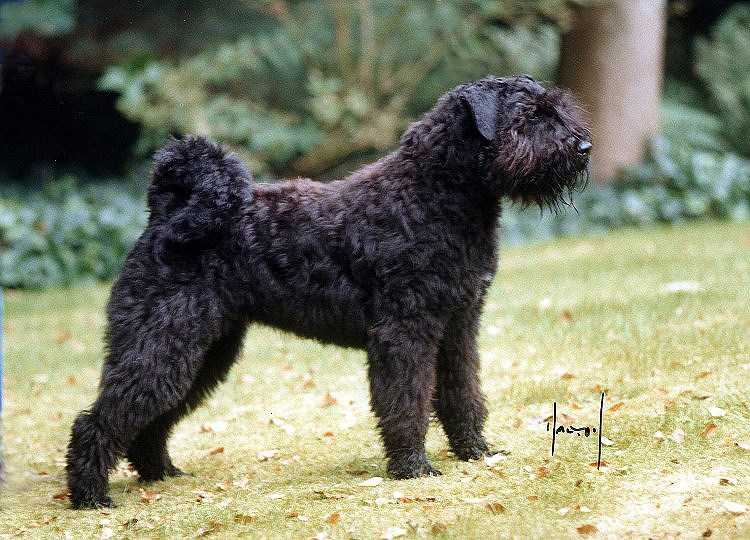 Balou Puck v.'t Wie Dach-ie