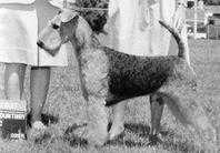 Brisline's Lady's Man AKC