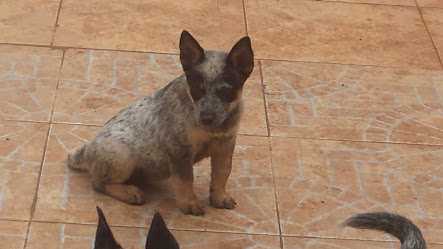 TEQUILA BLUE HEELER SELIVON