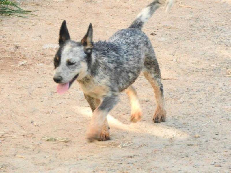 RAJA II BLUE HEELER SELIVON
