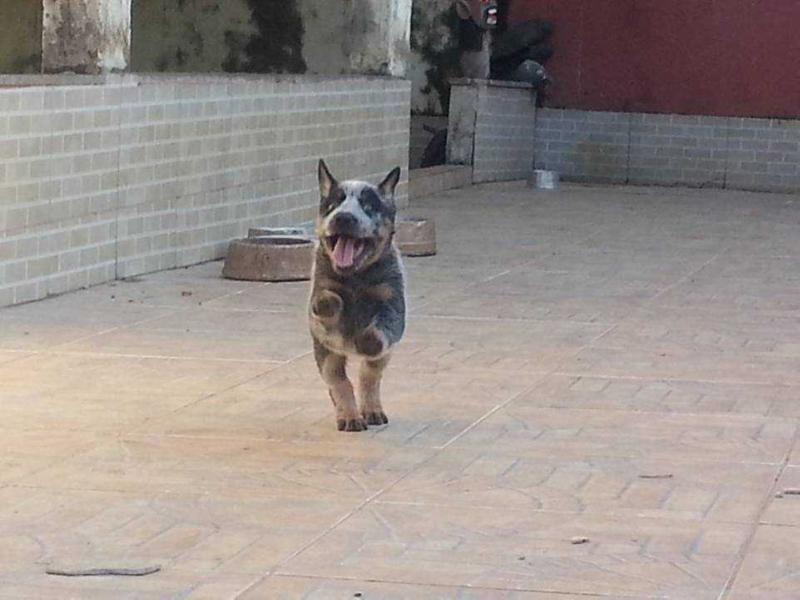 TIRIRICA BLUE HEELER SELIVON