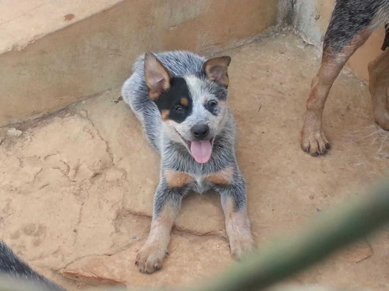 EL BACO HEELER SELIVON