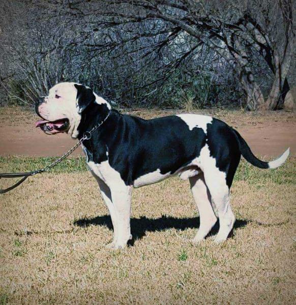TNA's Valor aka Maximus of Sumner's Bulldogs