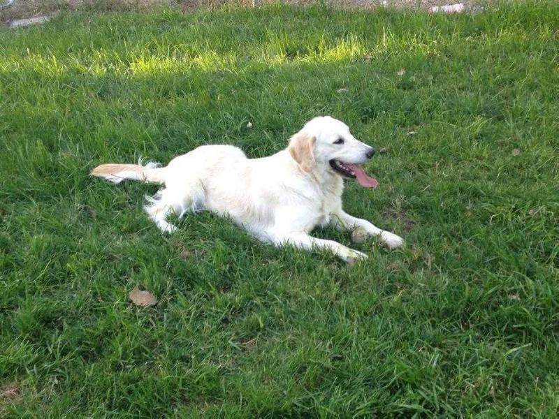 CK'S Golden Zoey