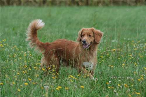 Hunter's Moonlight Caylee Vom Lech-Toller Nest