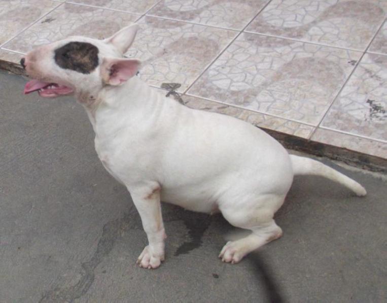 Missie Yoda Kadesh Family