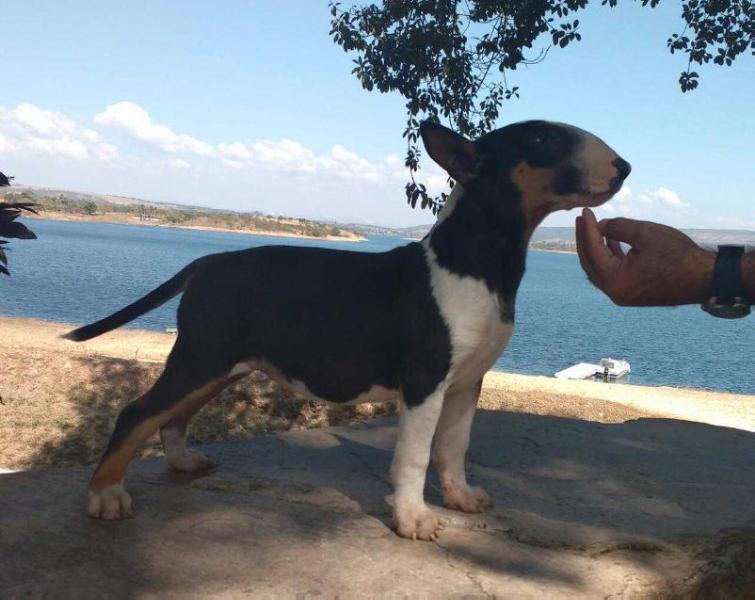 Grand Vale do Itaca de Bravun Terrier
