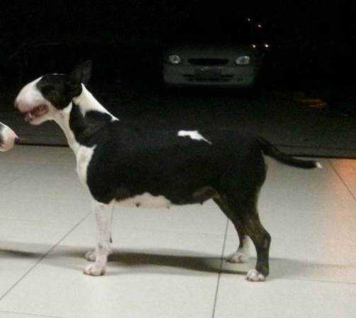 Americanbull Little Princess