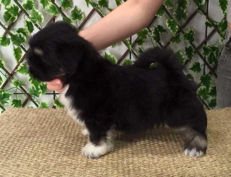 RMoretto Cane Black Beauty