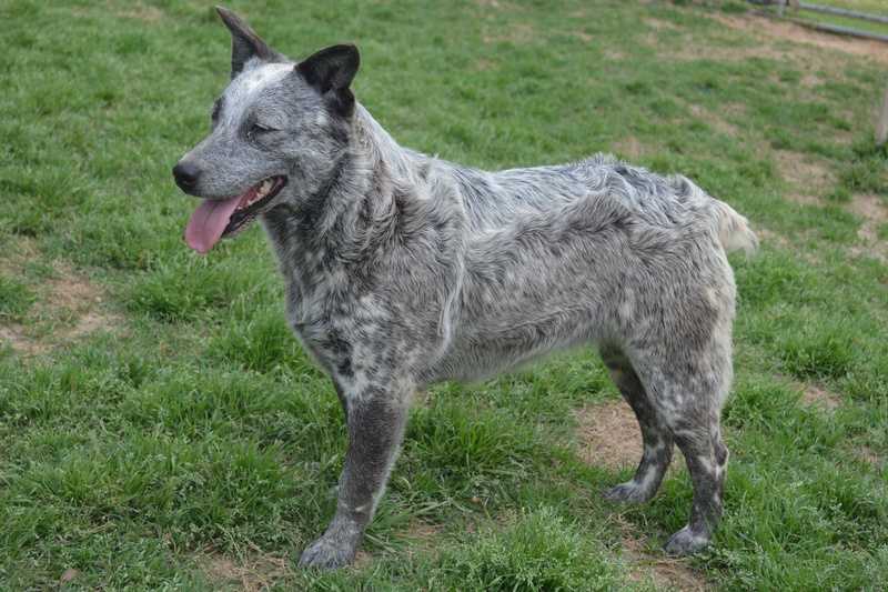 Roberts' Ranch Gunpowder N'Lead