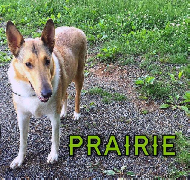 Prairie