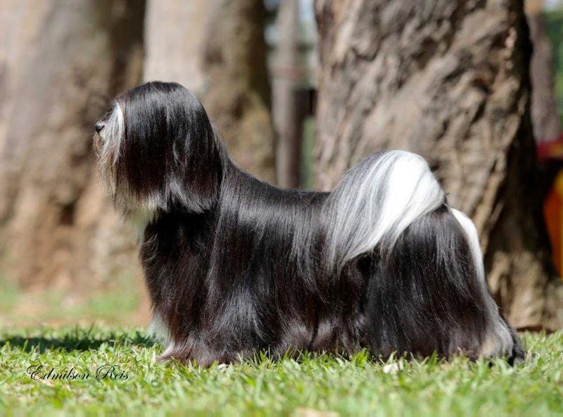 RMoretto Cane Black Sensation