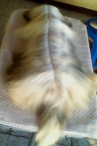 Irish Coffee d'Pinula Kennel