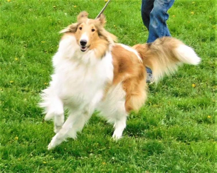 Newman's Big Skye Lass