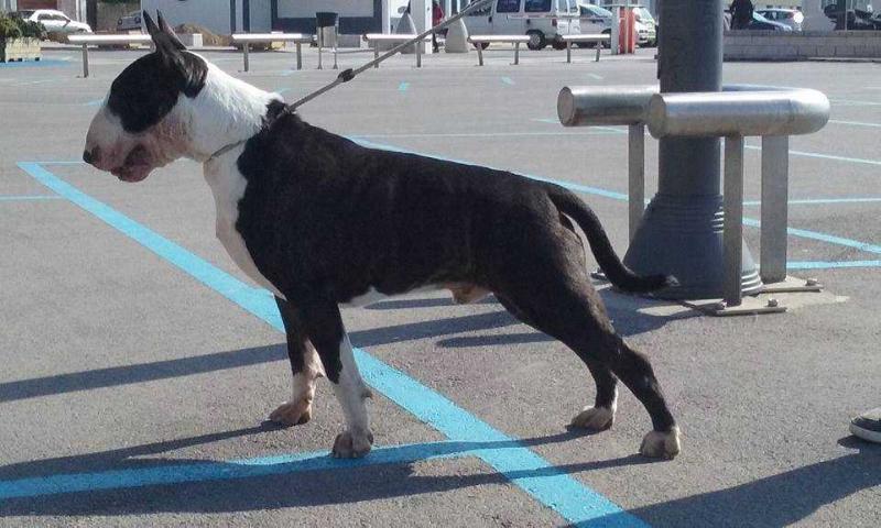 YesBull Neil Barrett