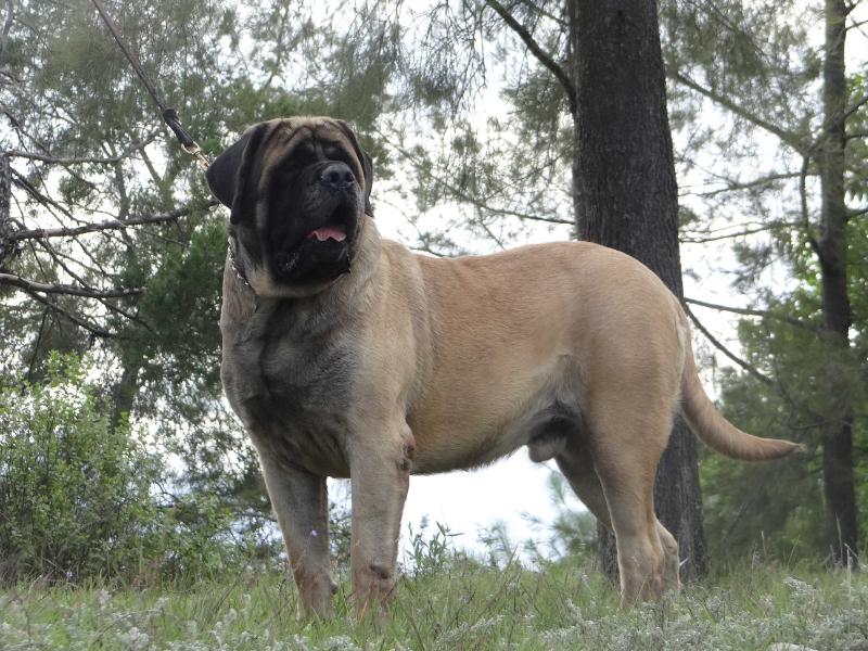 AL CAPONE (ORDOÑEZ)