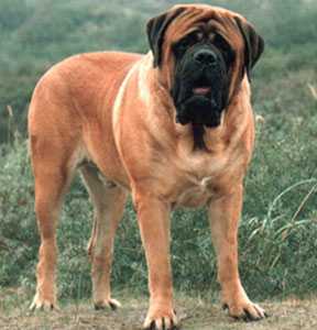 Iron Macho v.d. Heide´ s Hoffroh