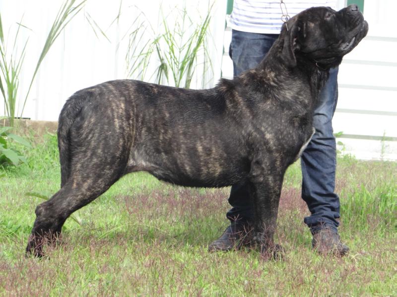FURIA NEGRA A.K.A WAKANDA (SANTIAGO)