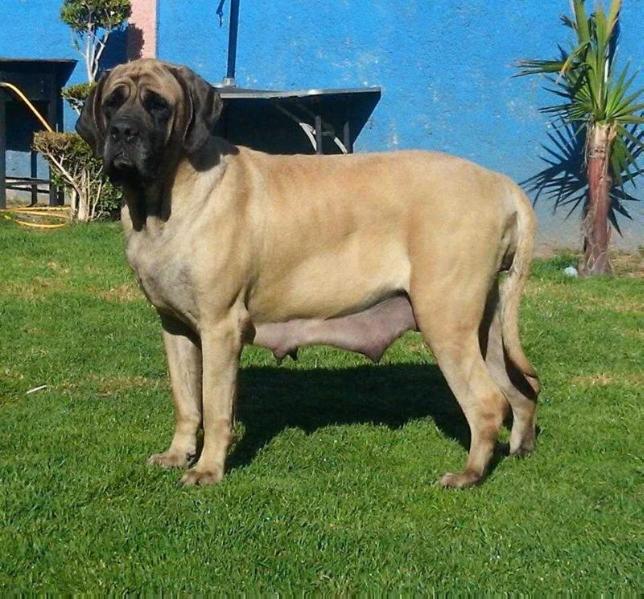 ZULEMA (ORDOÑEZ)