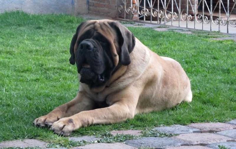 THOR (ORDOÑEZ)