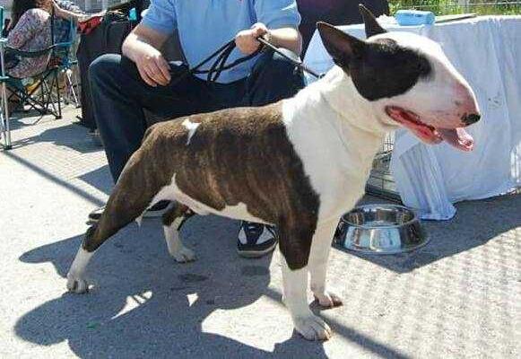 HECTOR TROJAN WARRIOR BULLYSTAR