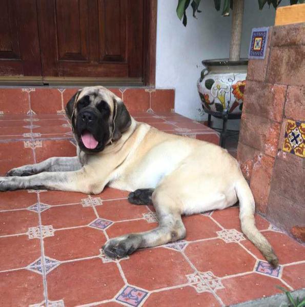 CARLO SLNKO ZEMPLINA OF KINGS MASTIFF