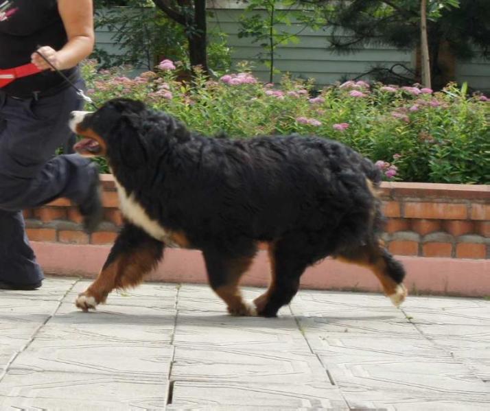 Terra De Bern Vetta For Sennenhund Rossii