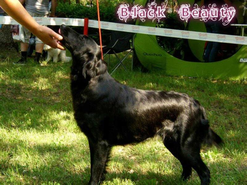 BLACK BEAUTY (HAJNAL STAR)