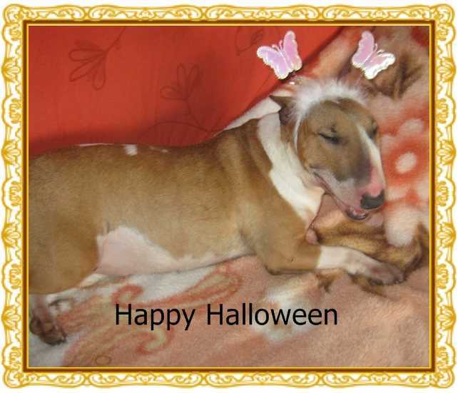 Thunderdogs`s Ayla