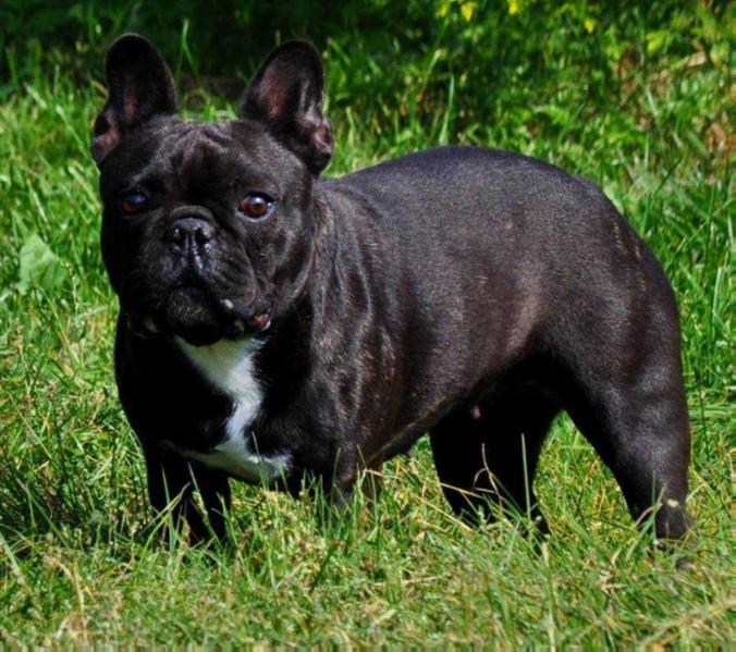 Kleine Keizer BLACK DIAMOND