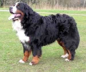 Earl Maximillian of Sofie's Pride