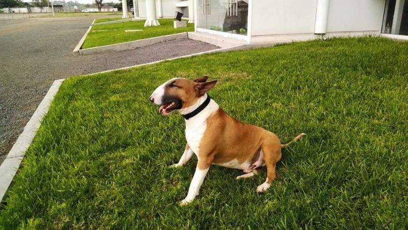 JB Bullterriers Batuke at Monares