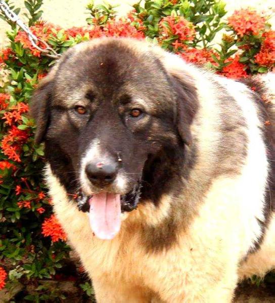 Attyla de Gorun Caucaz
