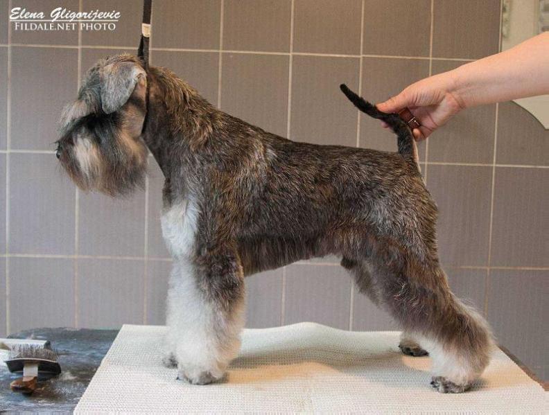 Dexter Vigdergauz