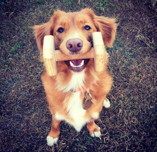 Canis Amicus Fe