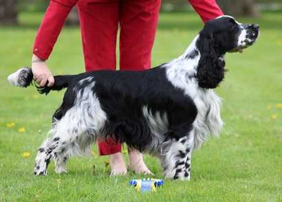 Mountjoy Scurry Simon