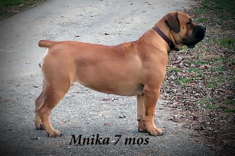 Heylen Mnika