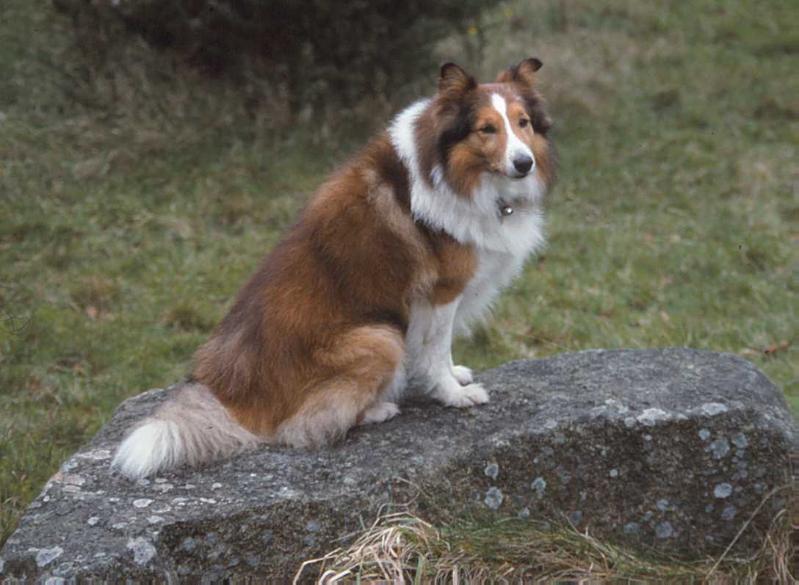 Jostan Sir Samuel