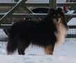 Valmay Black Jasper