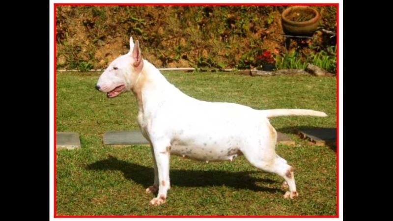 Bullema Superstition