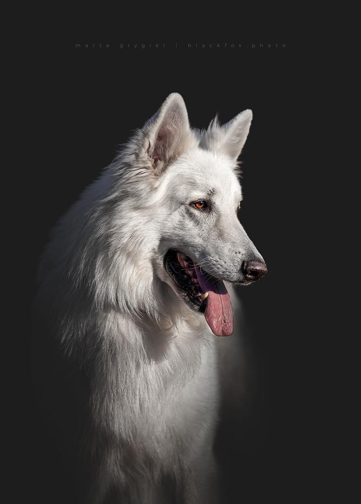WHITE SILVER JAGODOWE BORY  FCI