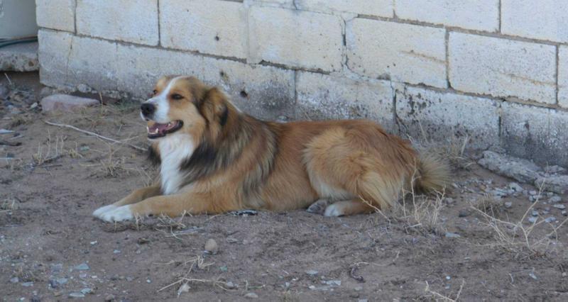 Cimarron Jesse Stone